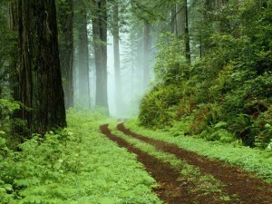 Una ruta del bosque en el parque regional de Redwoods, California.